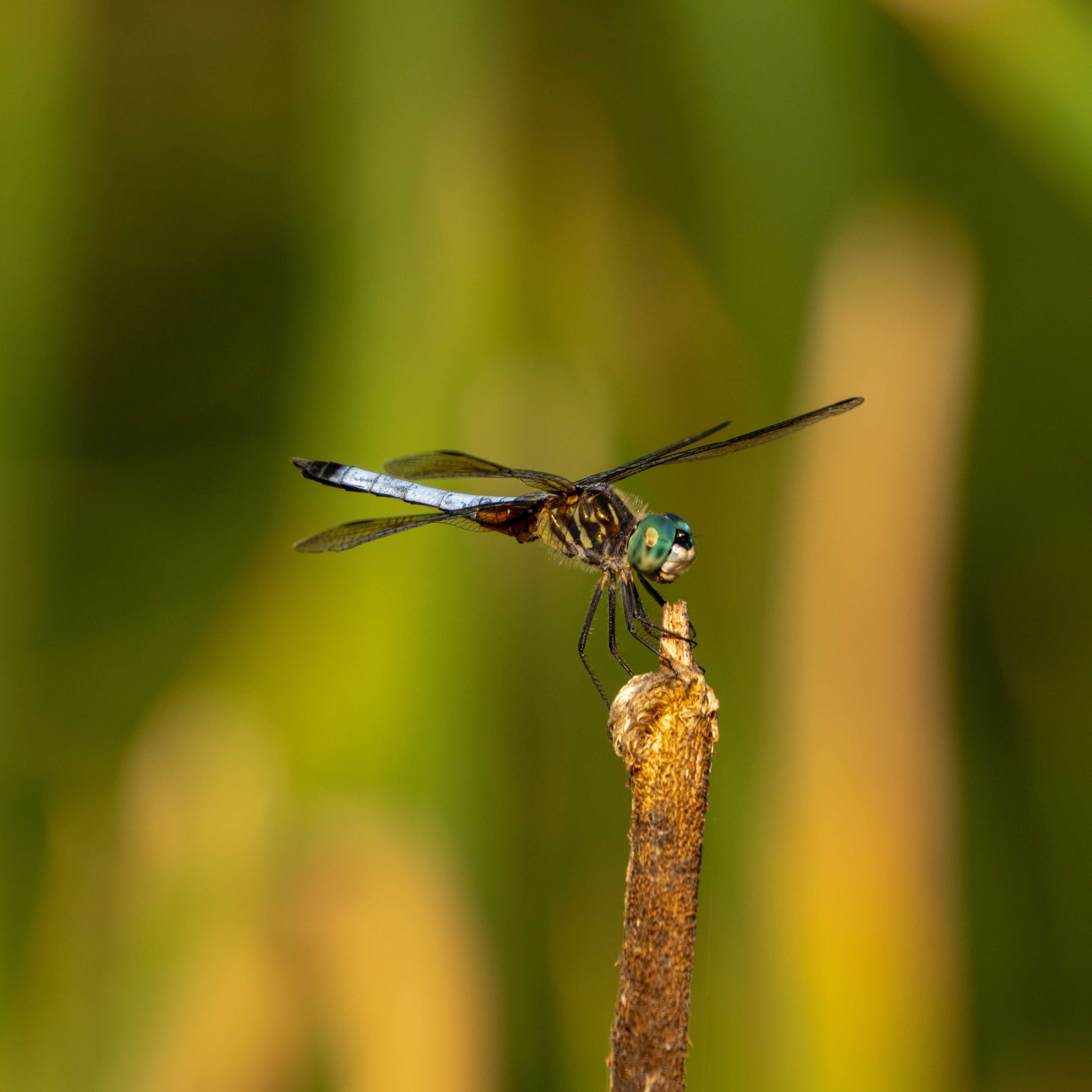 Close-up of Blue Dasher Dragonfly on a Twig · Free Stock Photo