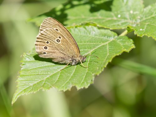 Free A Ringlet butterfly perched gracefully on a vibrant green leaf captured during a sunny day. Stock Photo