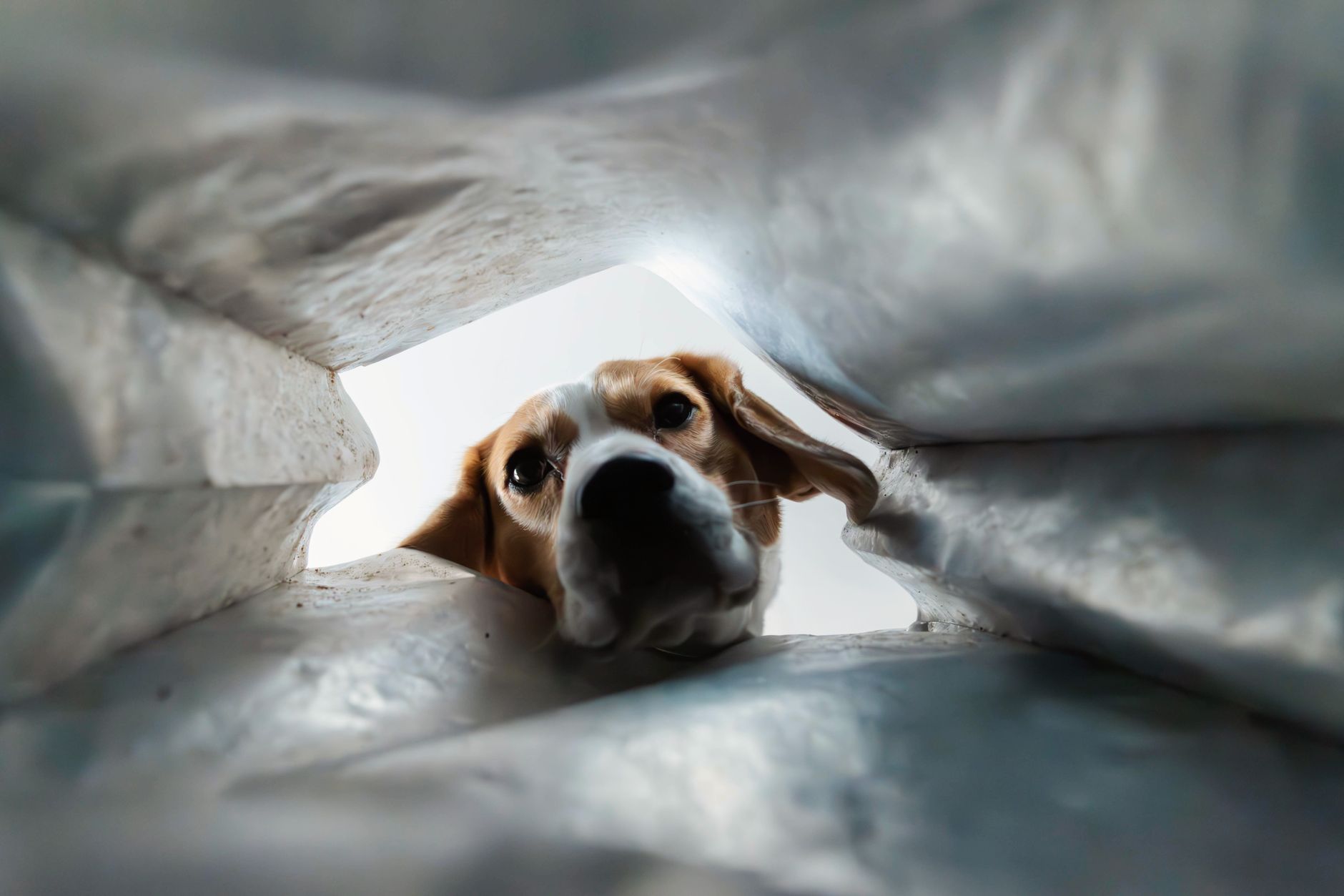 Best Top Biodegradable Dog Poop Bags for 2026 – Eco-Friendly and Durable Picks That Actually Work