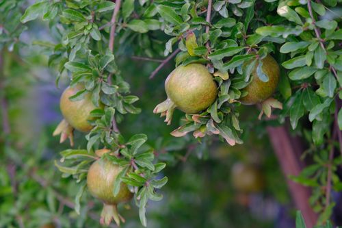 Free Close-up of green pomegranates growing on tree branches in İzmir, Türkiye. Stock Photo