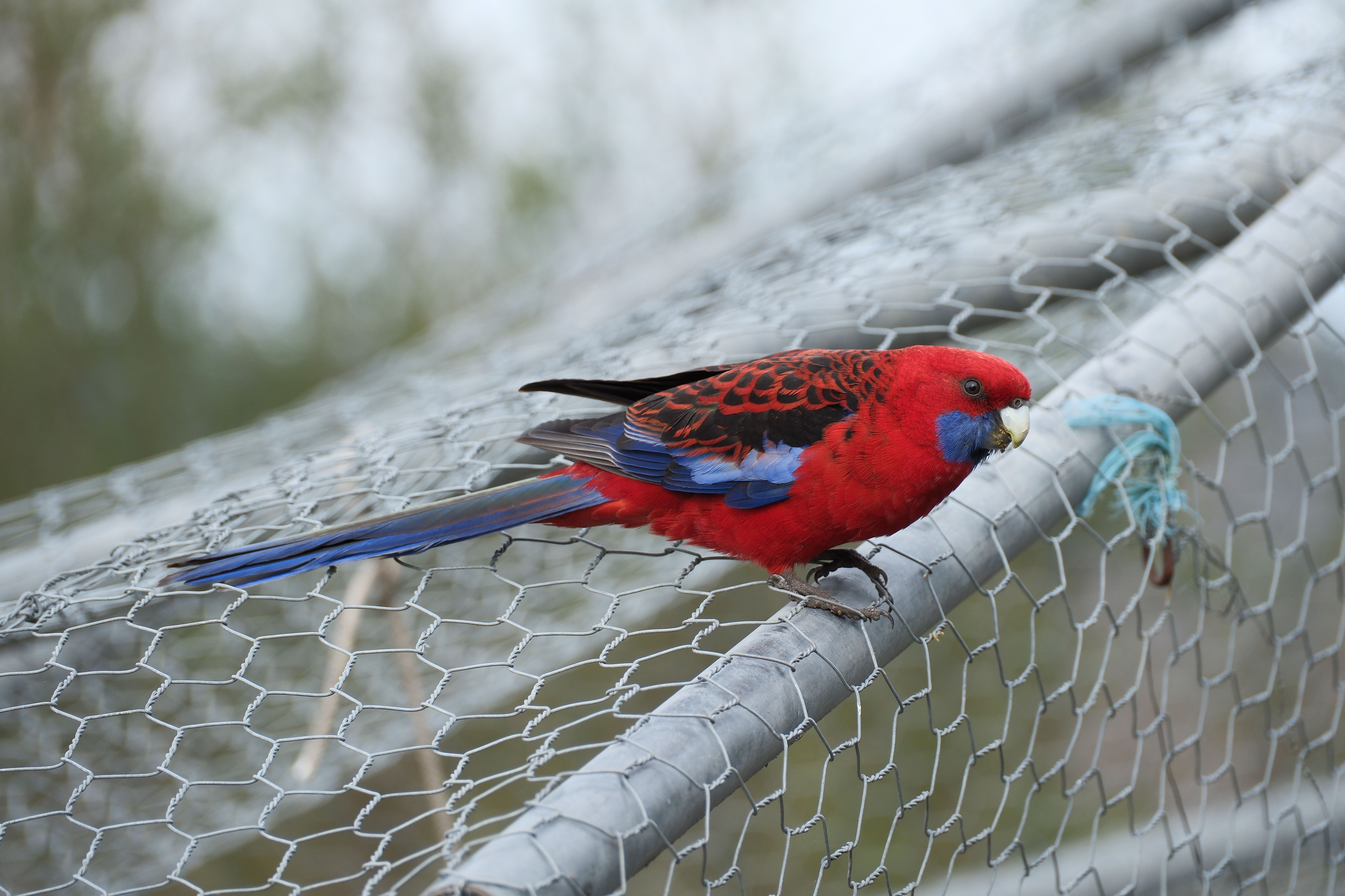 Illustration of Parrot Wire Mesh Habitats