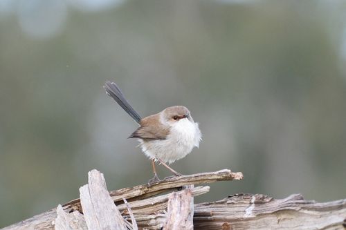 Free Capture of a Superb Fairywren perched on driftwood, showcasing its natural habitat. Stock Photo