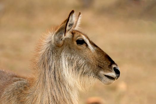 A side profile of a waterbuck antelope in the wild of South Africa, showcasing its distinct features.