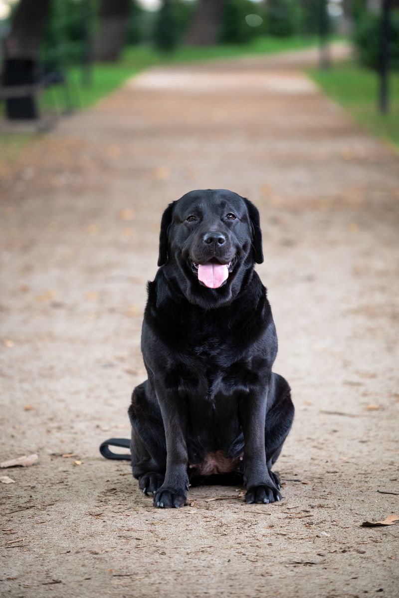 Benny - photo 1
