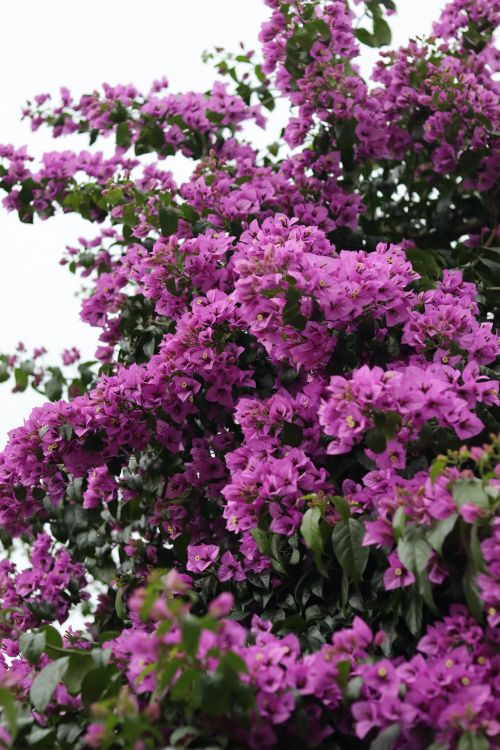 Free Close-up of vibrant pink bougainvillea flowers in full bloom outdoors. Stock Photo