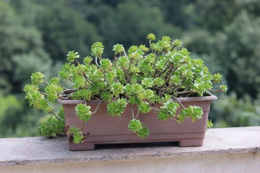 A vibrant succulent plant in a rectangular pot outdoors, lush green foliage against a blurred natural background.