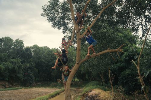 Free Joyful kids climbing a tree in a serene outdoor setting, showcasing childhood adventure. Stock Photo