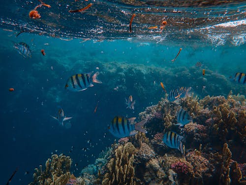 Free Photo of Sea Animals Near Coral Reef Stock Photo