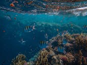 五颜六色的水下场面特色珊瑚礁和各种各样的鱼在一个清楚的海洋设置.