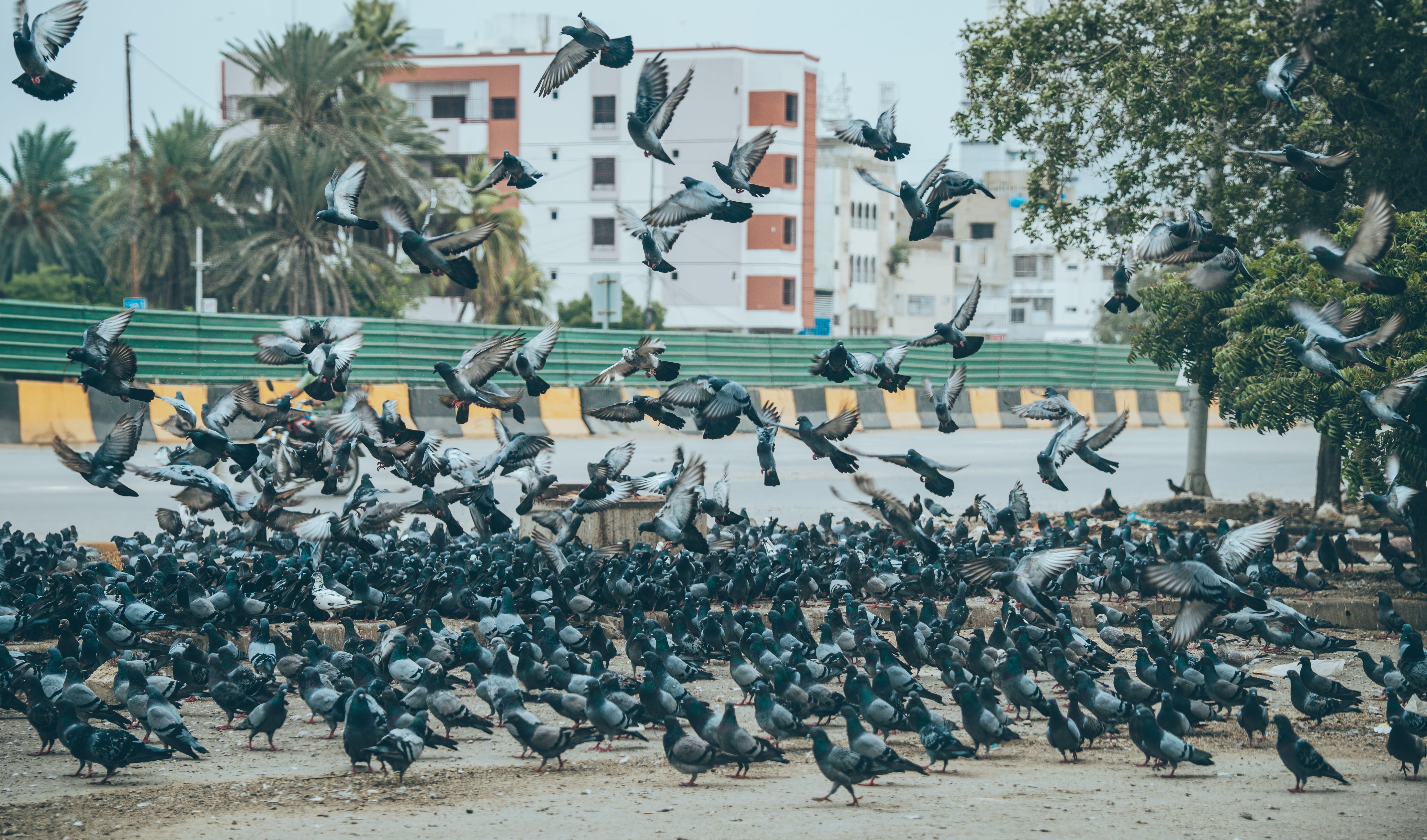 Flock of birds taking flight from tree branches, showing animal escape behavior