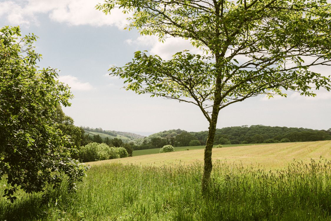 Green Tree Countryside Scenic English Countryside with Lush Green Fields · Free Stock Photo