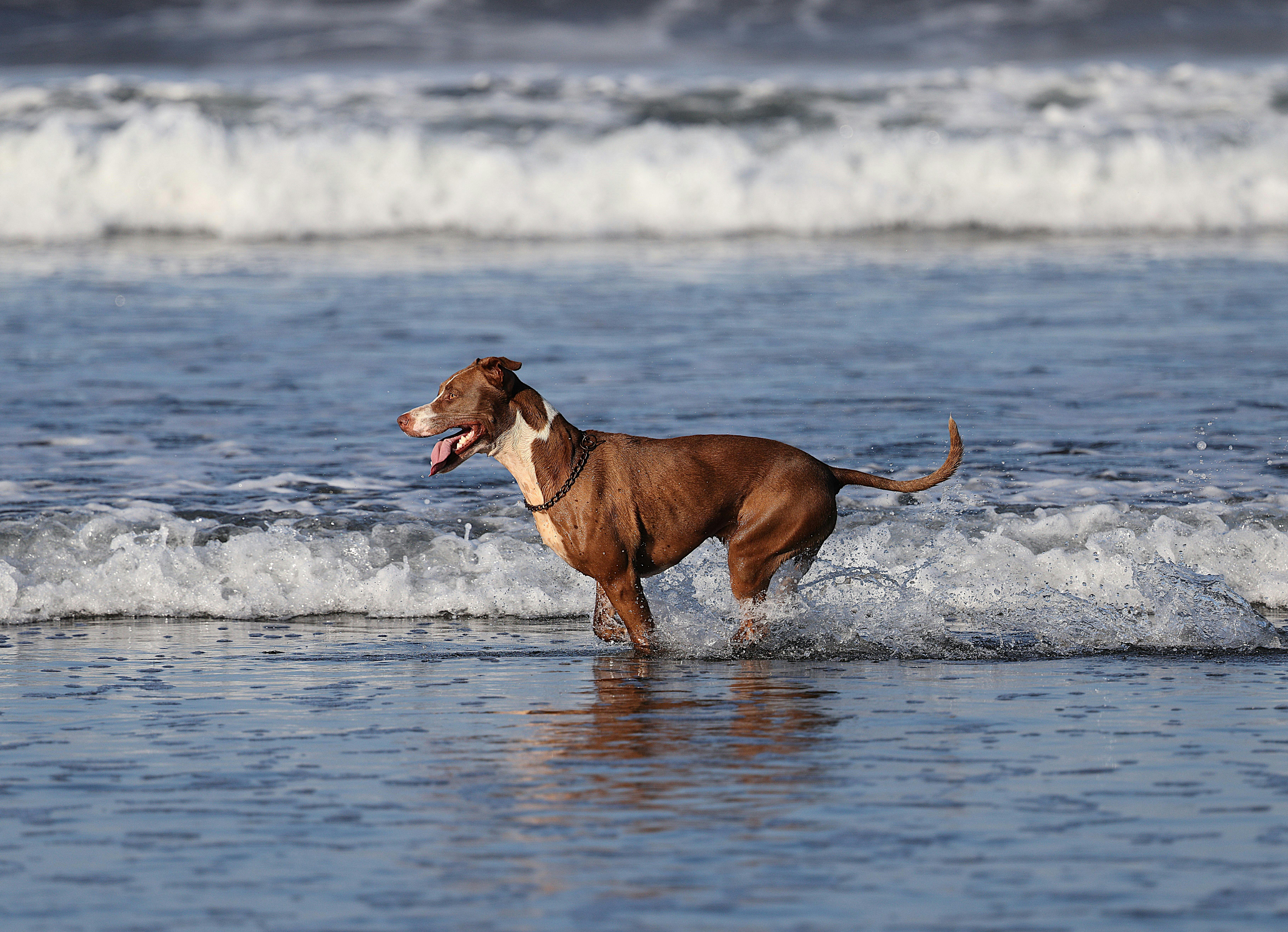 Why Do Dogs Have Wet Noses? Discover the Fascinating Reasons! 10 Fun Facts About Dogs’ Noses: Why They’re Wet and What It Means for Your Pup