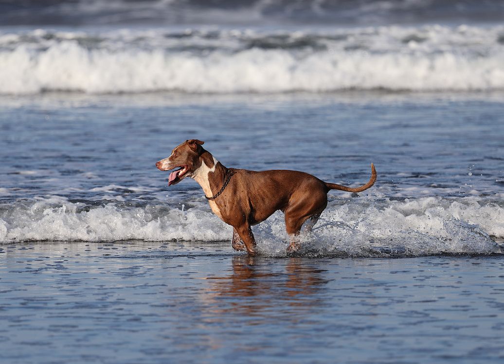 Playful Dog Enjoying a Beach Day · Free Stock Photo