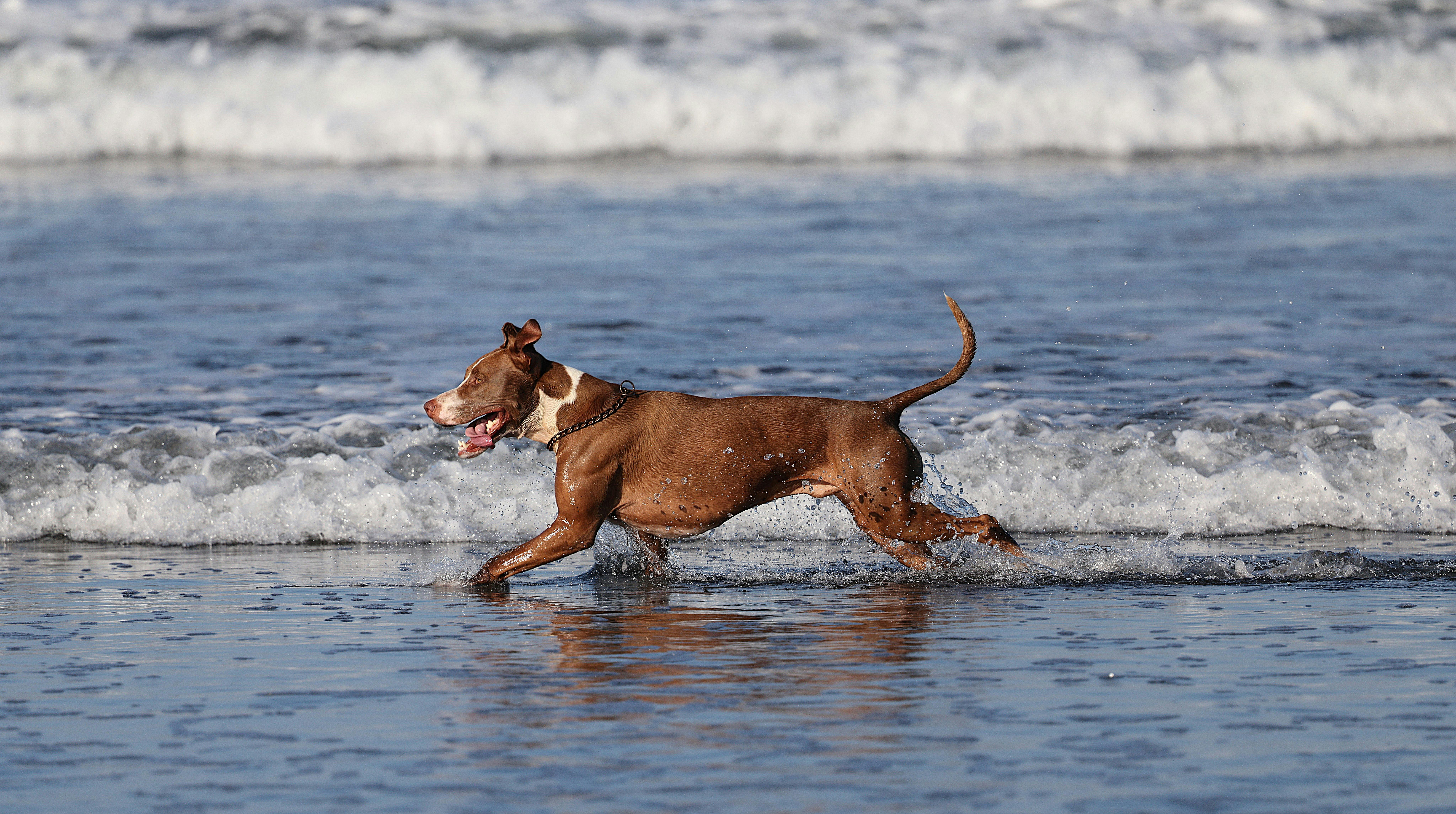 Our APBTs are known for their loyalty, intelligence, and versatility, making them the perfect addition to any family or individual looking for a devoted companion.