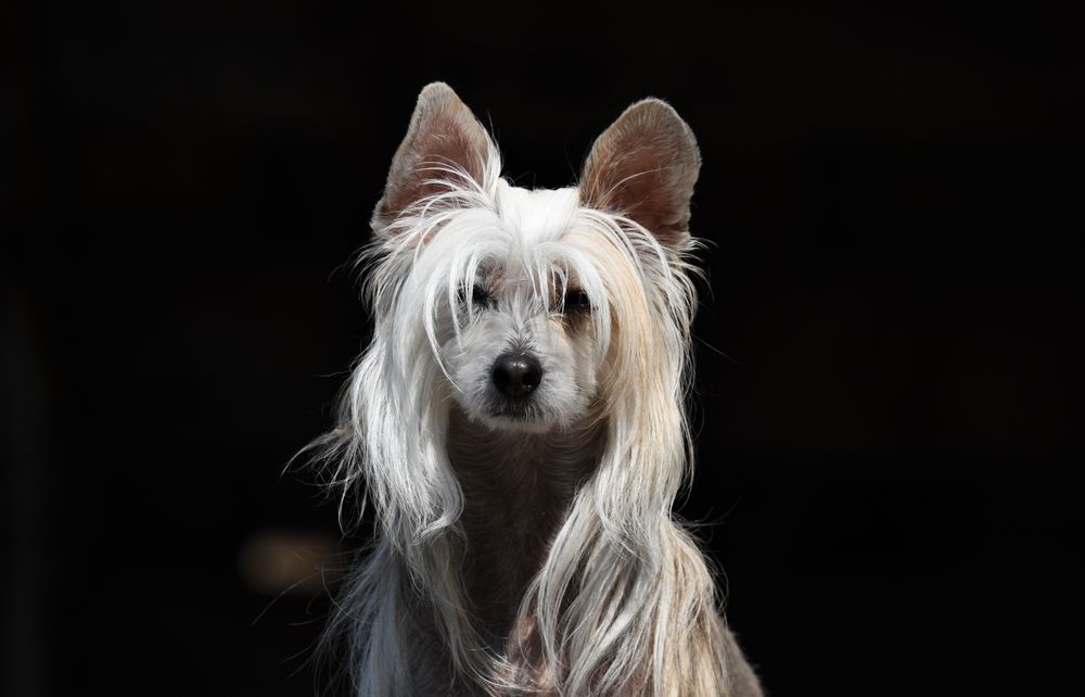 Chinese Crested, photo 5