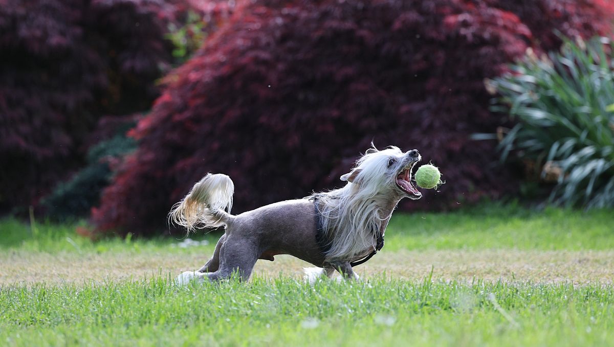 Kinesisk nakenhund – hundras