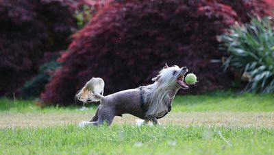 Kinesisk nakenhund – hundras