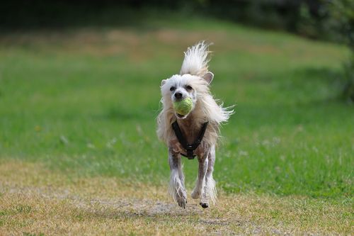 Free Playful Chinese Crested dog running outdoors with a tennis ball, full of energy. Stock Photo
