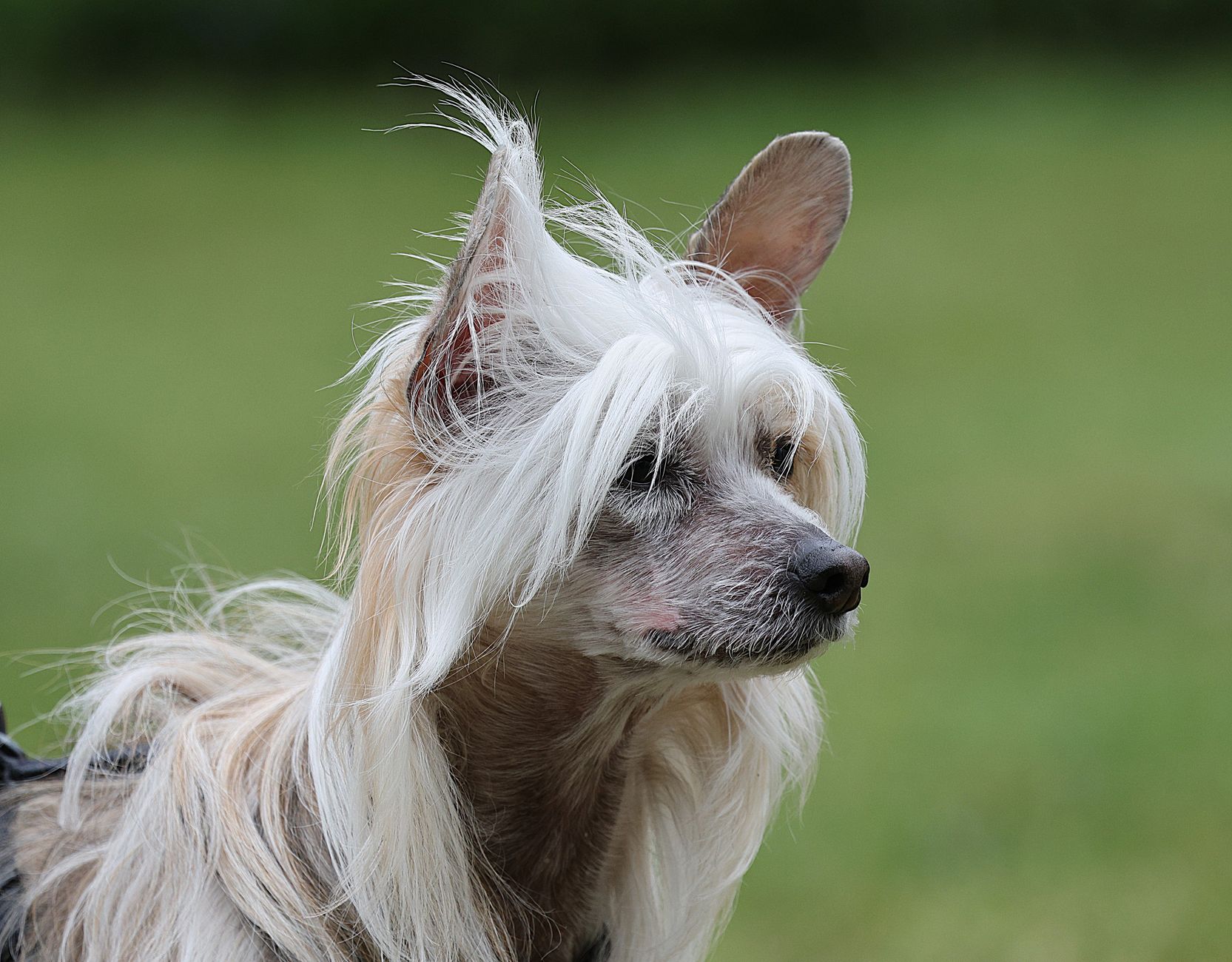 Kinesisk Nøgenhund