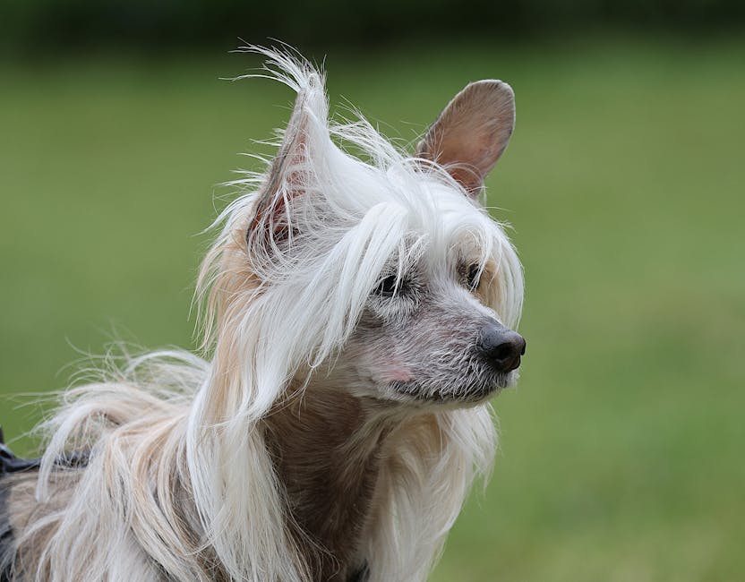 반려동물 건강관리와 행복한 공존 관련 이미지