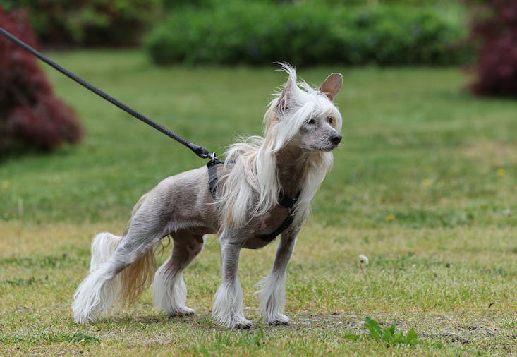 'Konko' Chinese Crested Dog