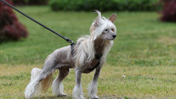 'Konko' Chinese Crested Dog
