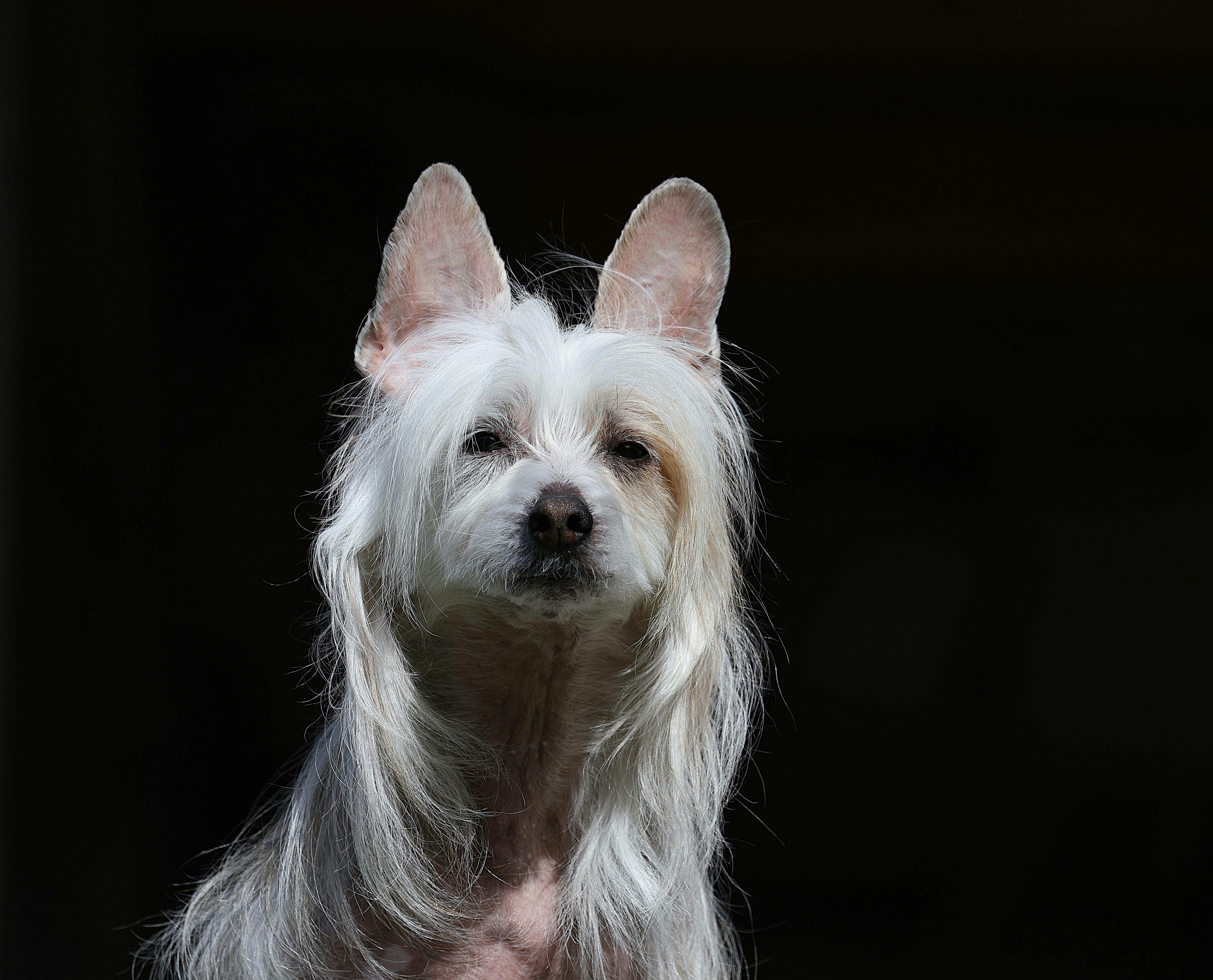 Διατροφή Chinese Crested: Τι Τρώει & Φροντίδα Δέρματος