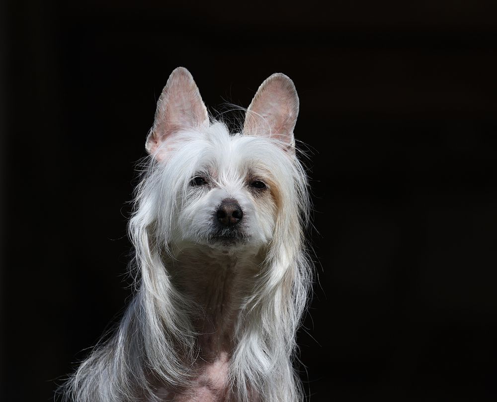 Chinese Crested, photo 3