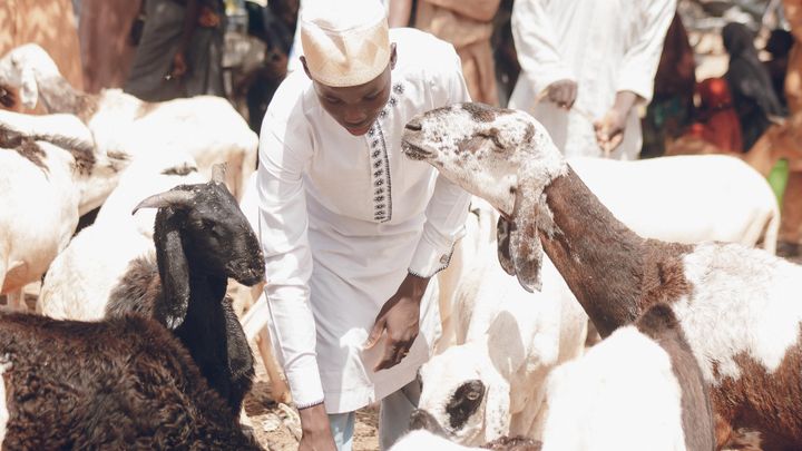 Nizwa Goat Market: A Timeless Spectacle of Omani Tradition
