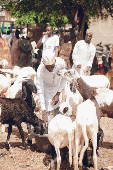 Nizwa Goat Market: A Timeless Spectacle of Omani Tradition