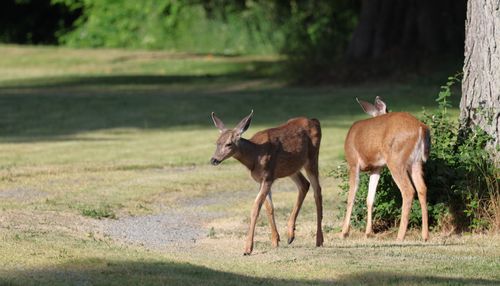 Free Two black-tailed deer in a grassy field, captured outdoors in natural sunlight. Stock Photo