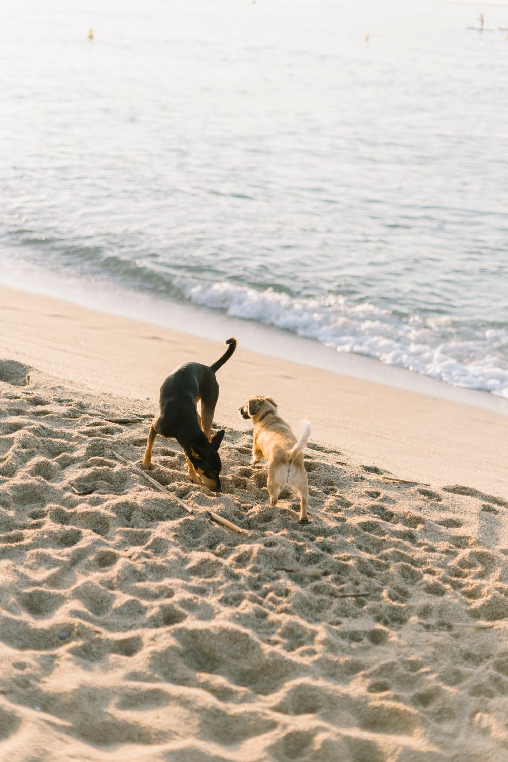 Playful Dogs on a Sunlit Sandy Beach · Free Stock Photo