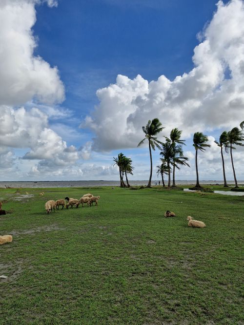 Free Scenic view of sheep grazing under a clear blue sky in Musapur, Bangladesh. Stock Photo