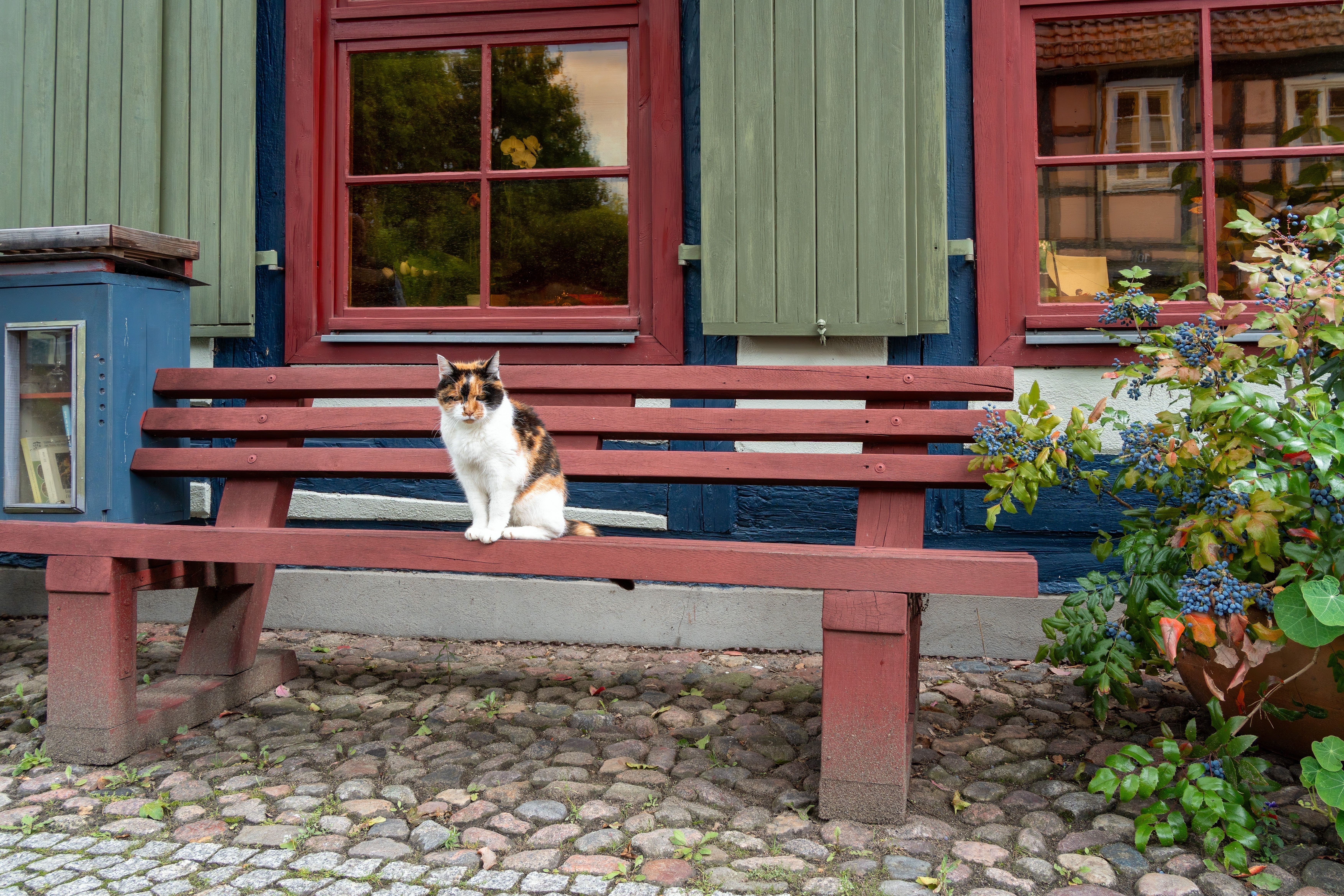 Tri-color cat sitting on a wooden bench in a garden setting with cobblestones and house facade.