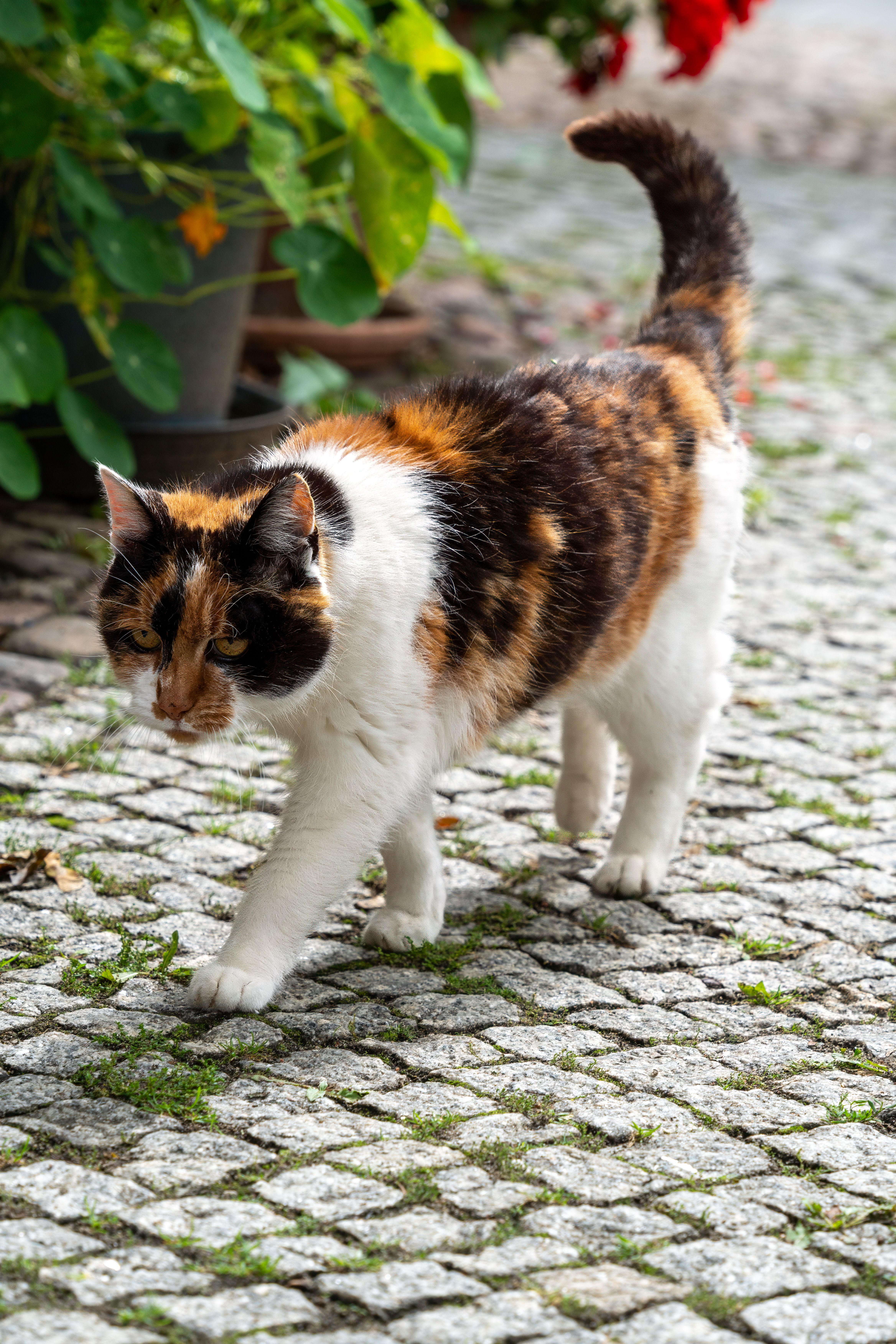Tricolor Cat Walking on Cobbled Path Outdoors · Free Stock Photo