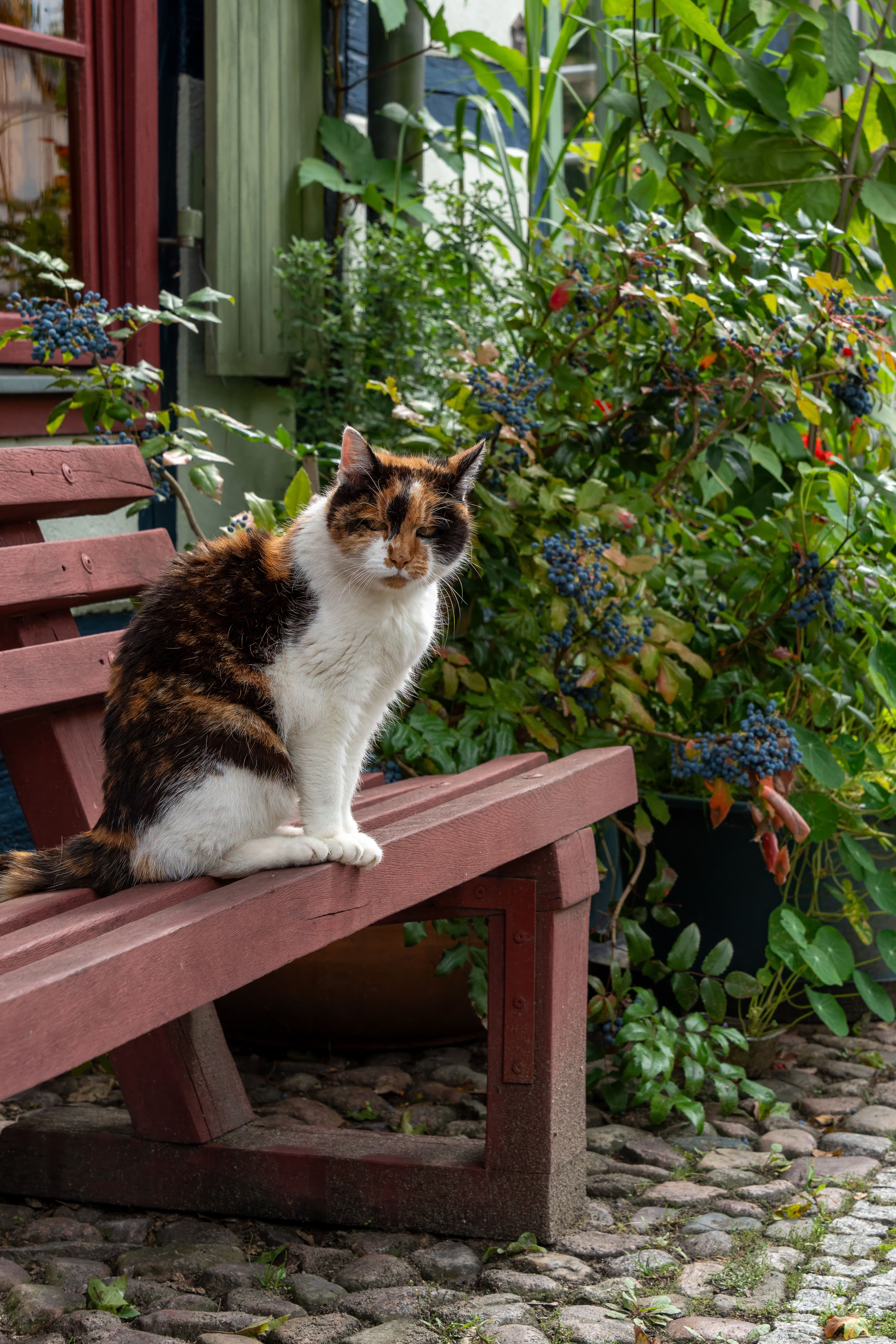 Calico Cat Resting on Wooden Bench in Garden · Free Stock Photo