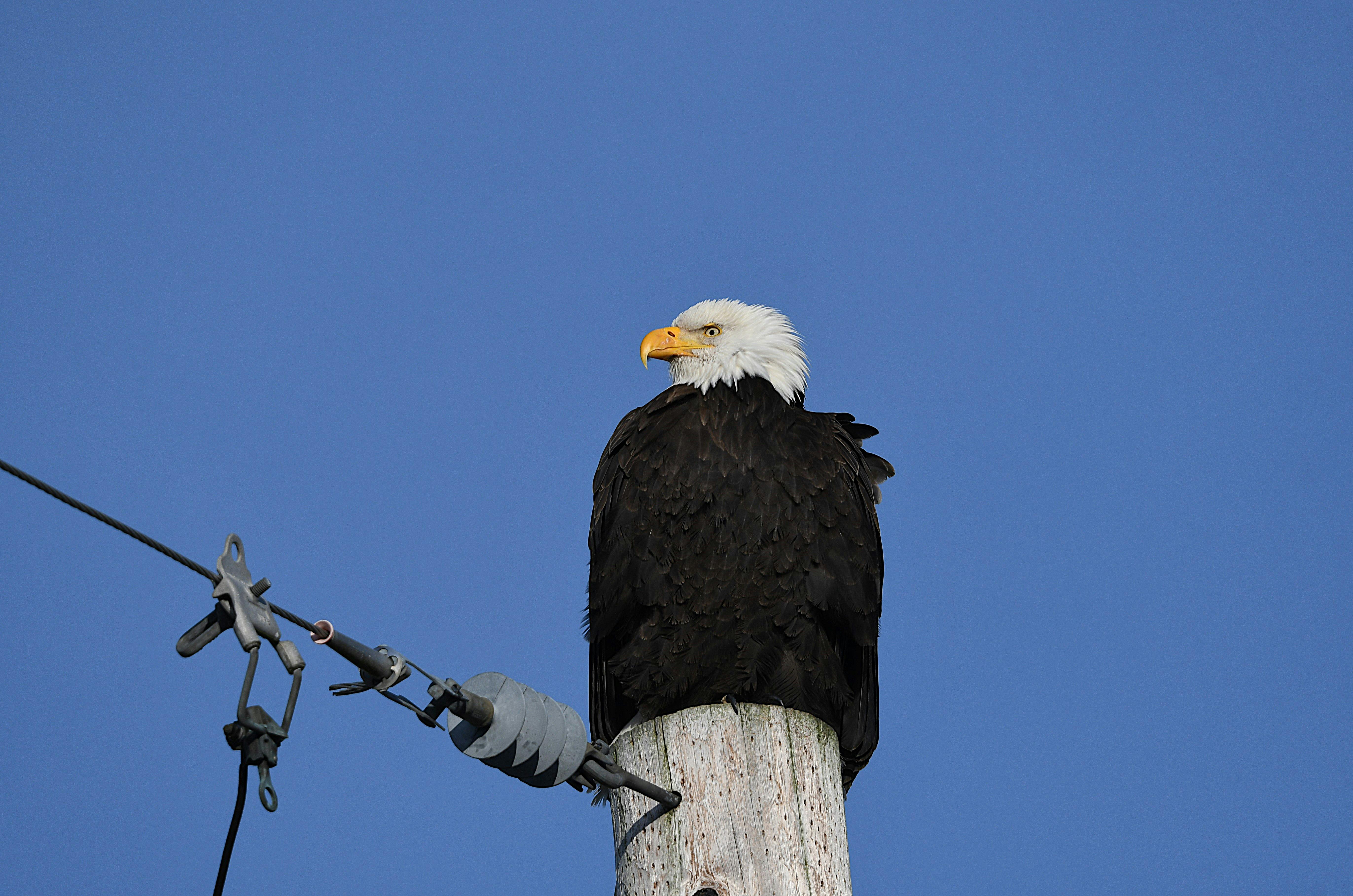 Raptor Suma Photos, Download The BEST Free Raptor Suma Stock Photos ...