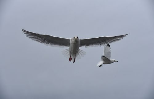 Free A close-up of seagulls flying gracefully against a cloudy sky, showcasing wildlife in motion. Stock Photo