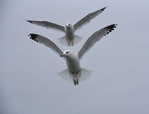 Free Close-up view of two seagulls flying gracefully against a cloudy sky, showcasing nature's beauty. Stock Photo