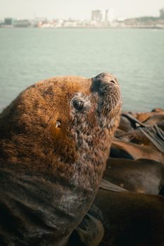 Close-up of a Patagonian sea lion resting by the coast of Mar del Plata, Argentina.