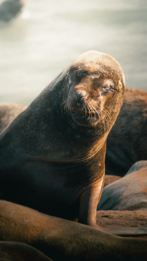 Free South American sea lion relaxing on the coast of Mar del Plata, Argentina. Stock Photo