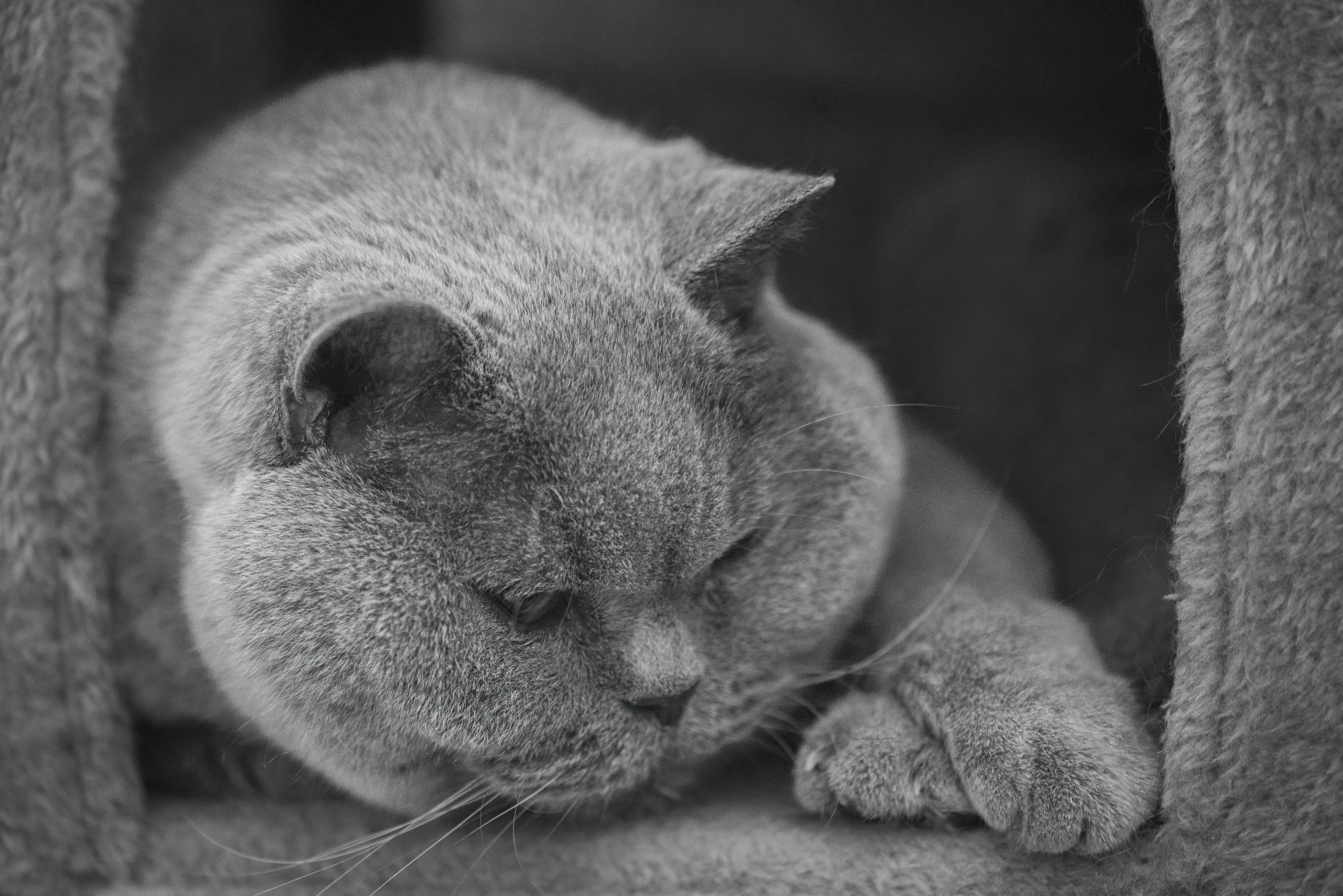 Perfecting Content for Viral Potential