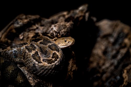 Free A detailed close-up of a snake resting on a log, showcasing its intricate scale patterns. Stock Photo