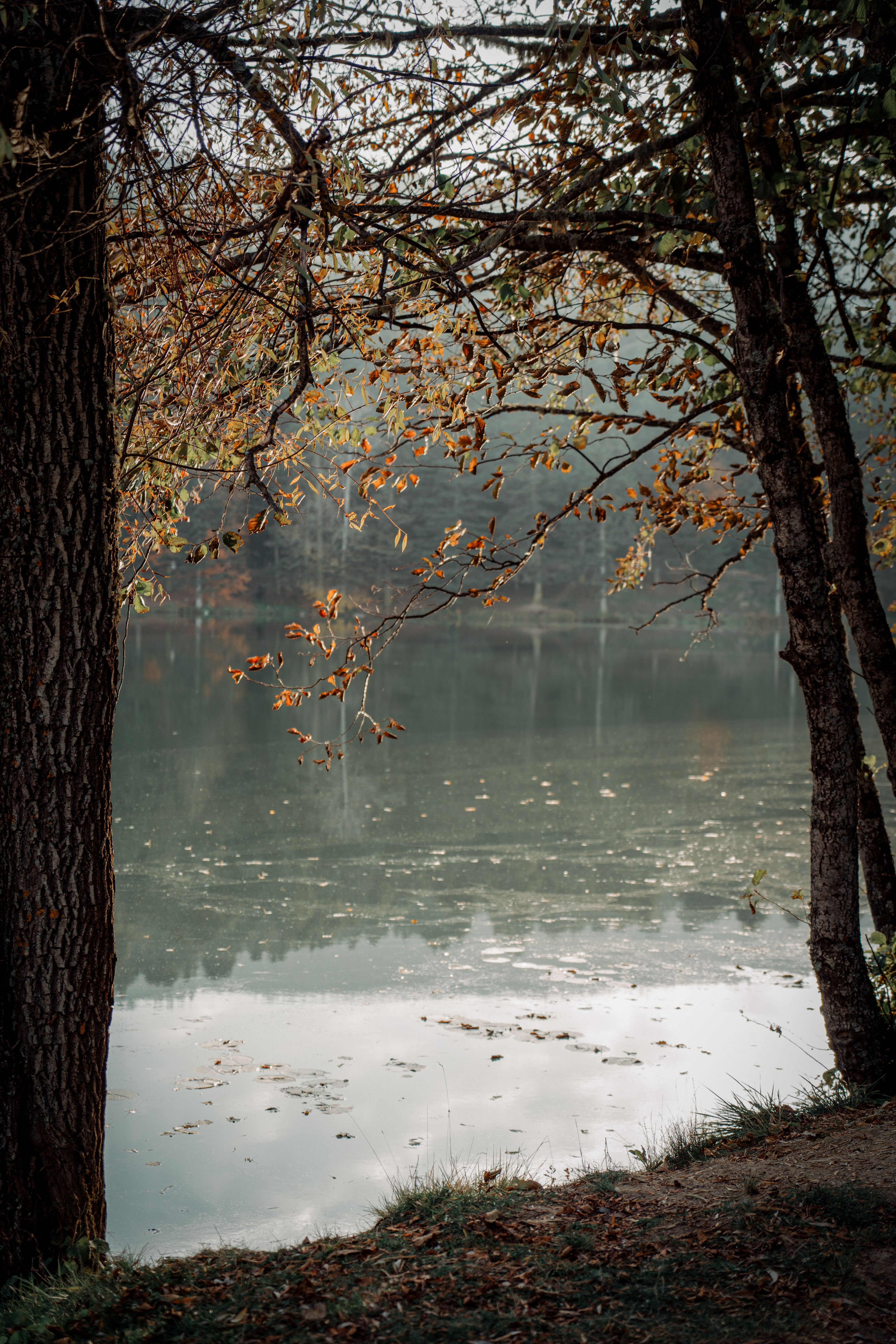 Serene Lakeside View with Autumn Leaves · Free Stock Photo