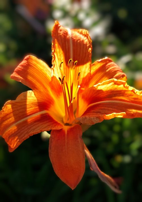 Free Close-up of a vibrant orange daylily (Hemerocallis fulva) in full bloom outdoors, capturing its vivid color and detail. Stock Photo