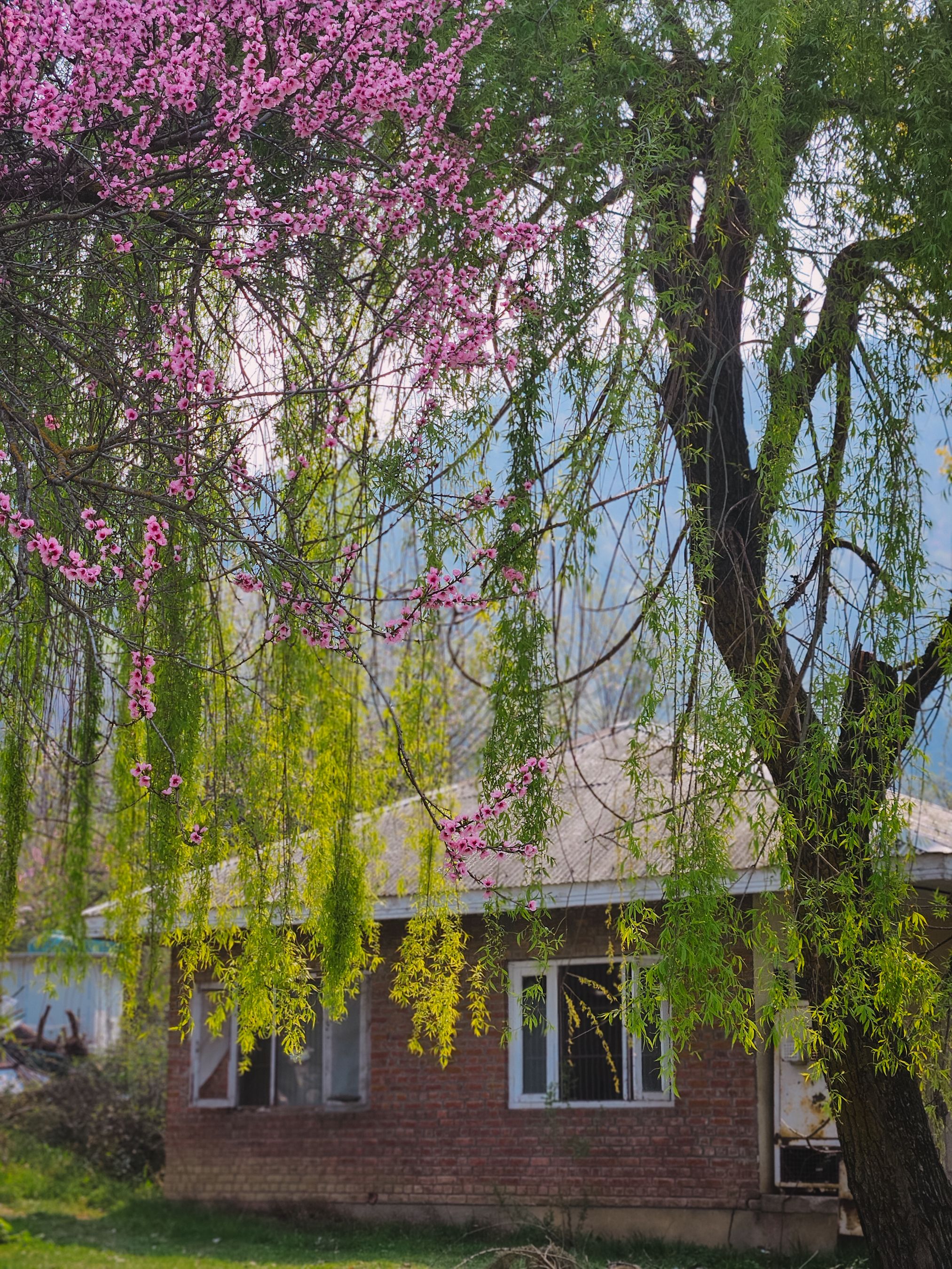 A picturesque brick house surrounded by vibrant spring blossoms and lush greenery, capturing the essence of nature.