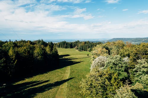 Kostenloses Stock Foto zu bäume, drohne erschossen, grasfläche