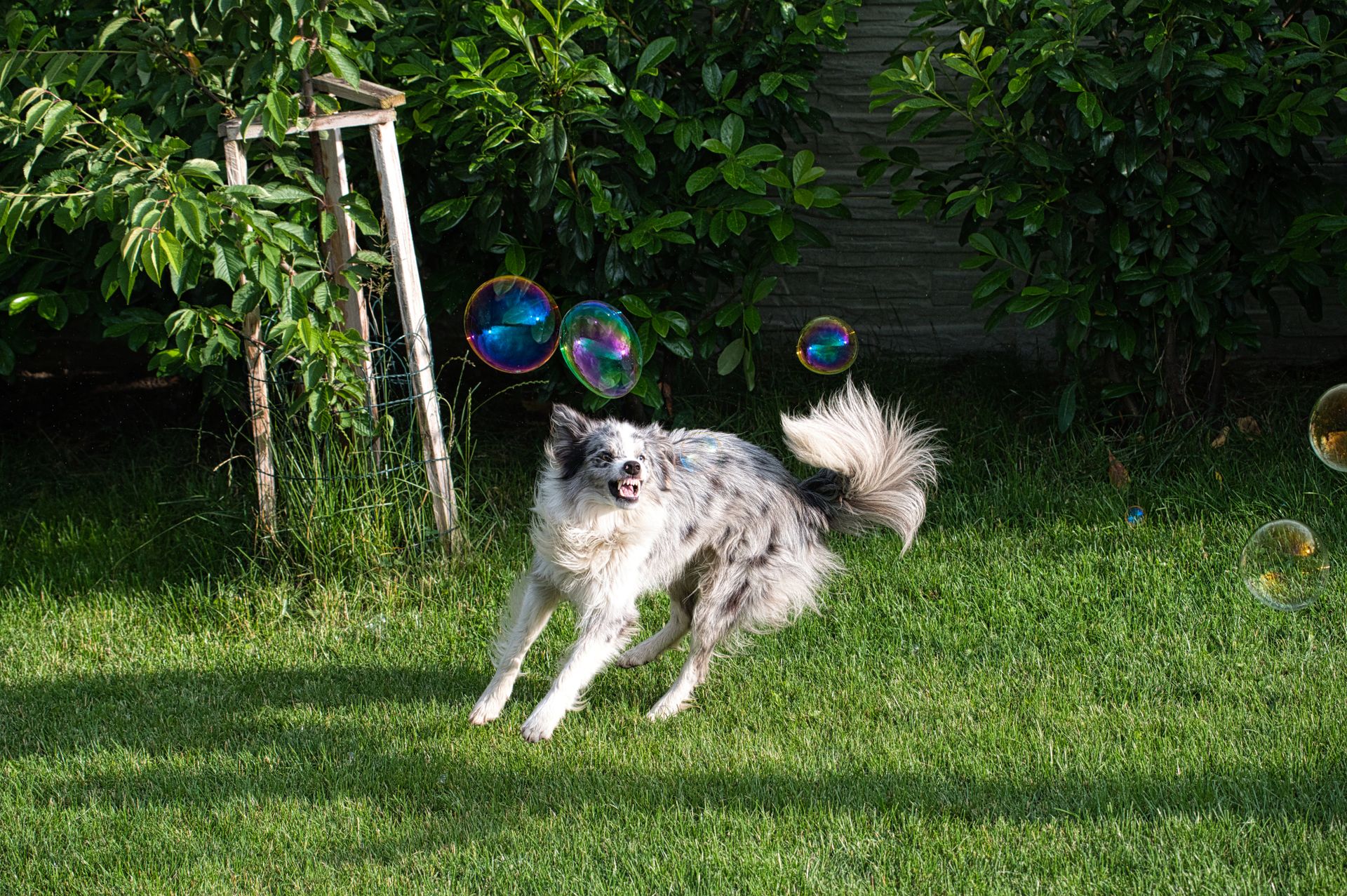 A lively Border Collie joyfully playing with soap bubbles on a sunny day in a lush garden.