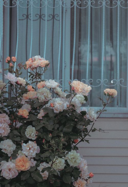 Free Charming rose bush blooming in front of a window with intricate metalwork. Stock Photo
