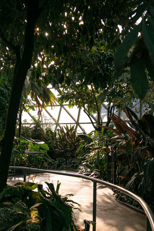 Free Explore the vibrant tropical plants inside a serene greenhouse at Mount Coot-Tha, Australia. Stock Photo